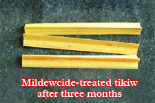 mildewcidetreatedtikiw